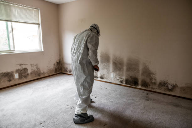 Best Residential Mold Removal  in Day Heights, OH
